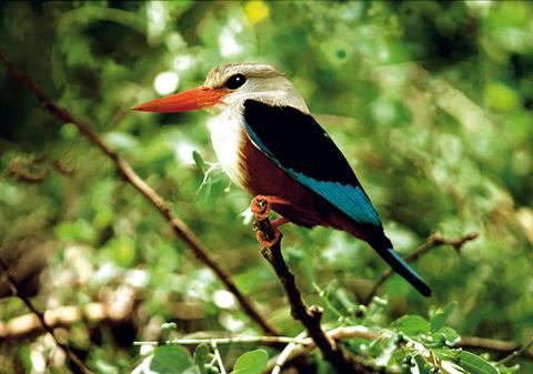 9-daagse groepsrondreis Gambia Compleet 9-daagse groepsrondreis Gambia Compleet
