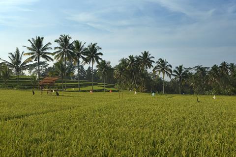 10-daagse Combinatiereis Ubud & Legian 10-daagse Combinatiereis Ubud & Legian