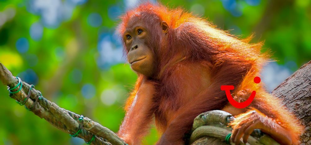 18-daagse rondreis Maleisië & Borneo