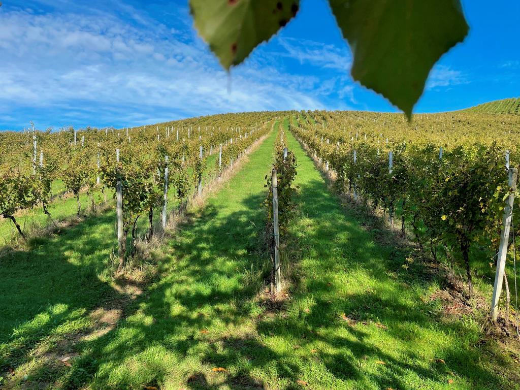 weingut-rohrbacher