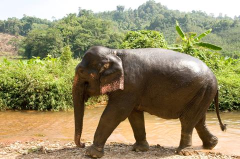 9-daagse rondreis Elephant Hills Jungle Safari 9-daagse rondreis Elephant Hills Jungle Safari