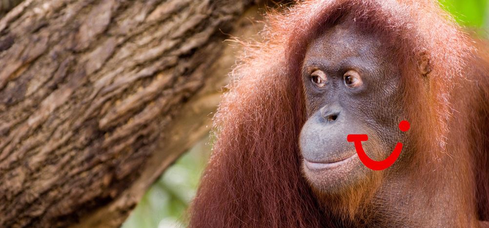 18-daagse rondreis Maleisië & Borneo