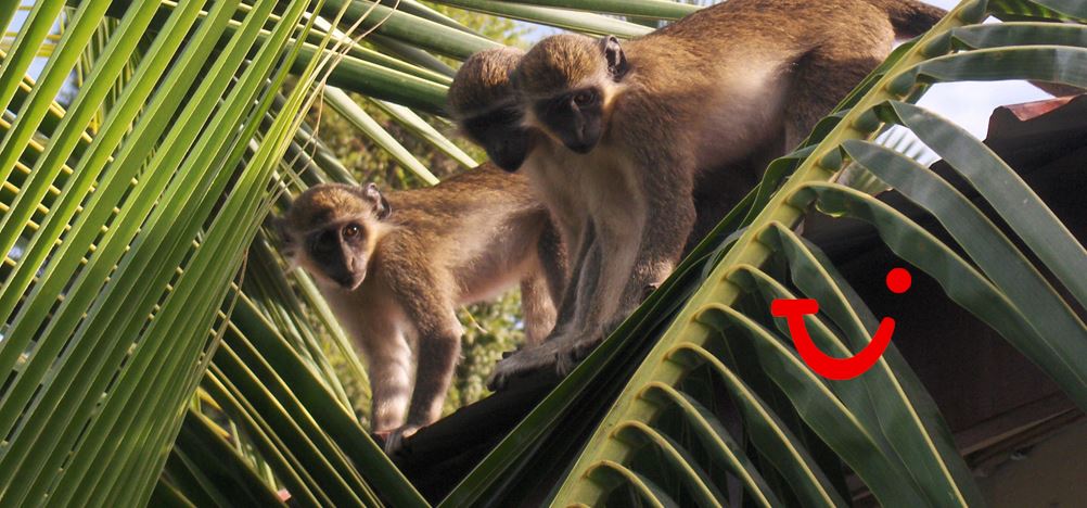 15-daagse rondreis Ontdek Gambia & Senegal