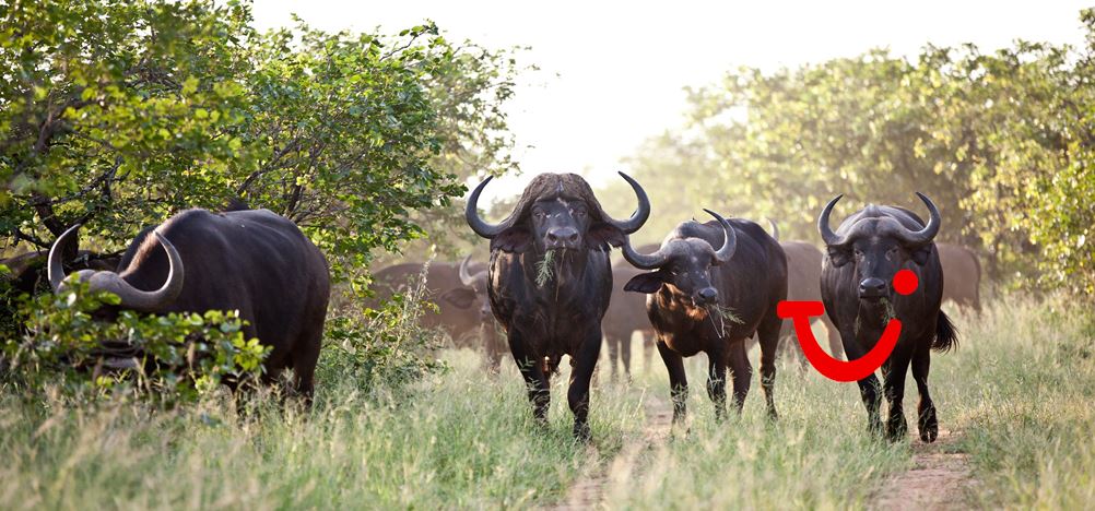 9 daagse rondreis sefapane \u0026 kruger park (rondreis) zuid afrika tui9 daagse rondreis sefapane \u0026 kruger park zuid afrika