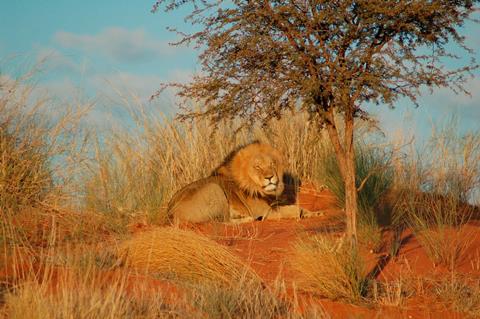 17 daagse rondreis Highlights van Namibie