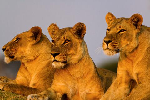 15 daagse safari Best of Kenya