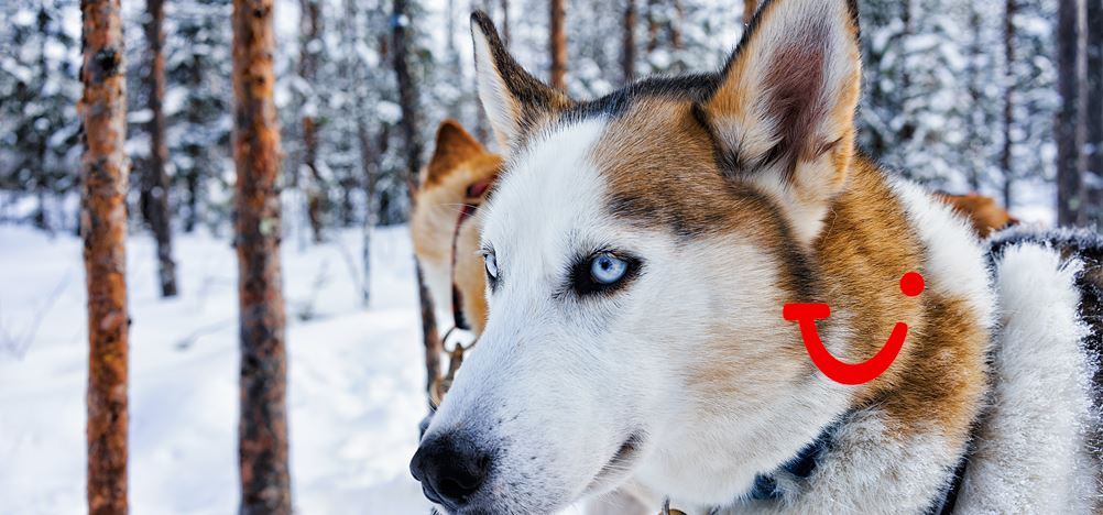 Lost in Ylläs