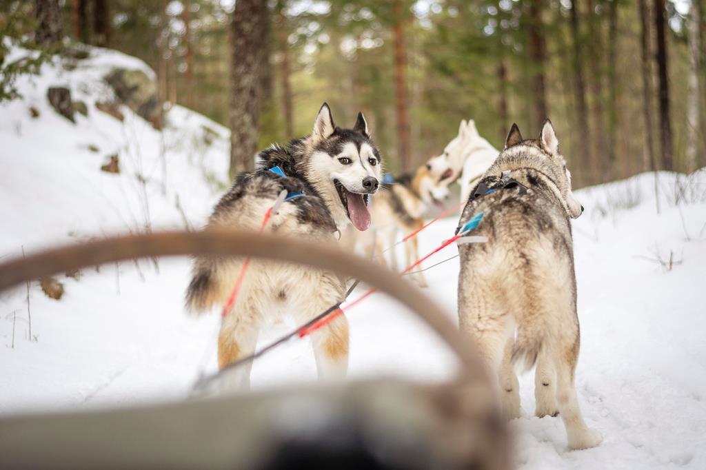 8-daagse-fly-drive-zweeds-winter-wonderland