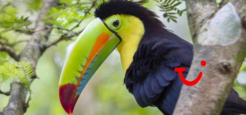 21-daagse rondreis Puur Costa Rica met Corcovado