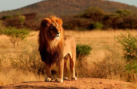 9-daagse safari Best of Kenya