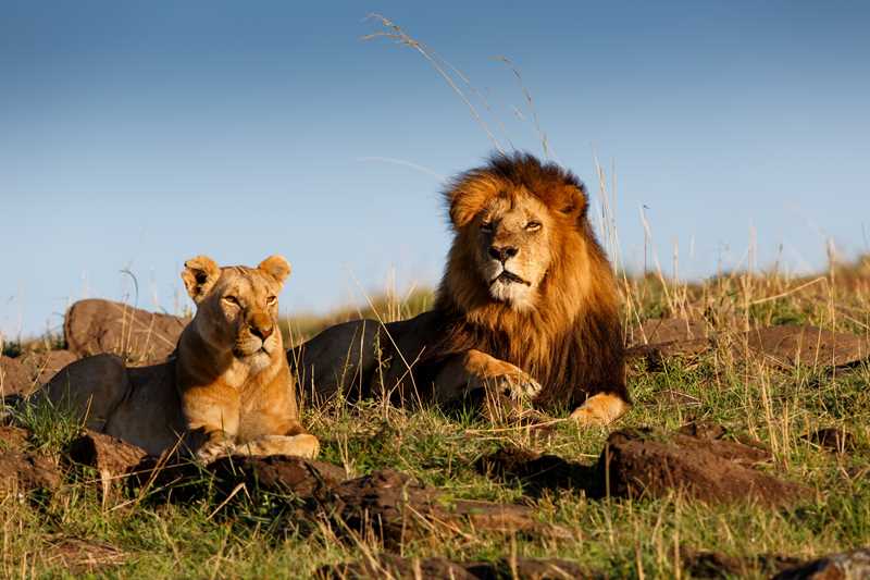  Safari In Kenia En Tanzania  thumbnail