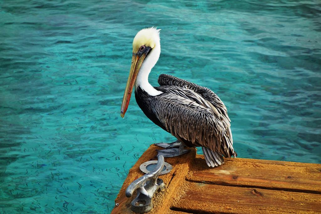 9-dg-cruise-caribische-zee-marella-discovery-2