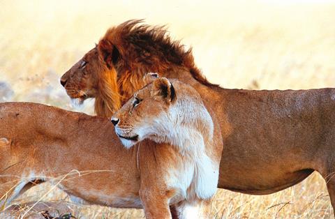 9 daagse safari Best of Kenya