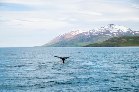 13 dg cruise IJsland en Schotland Duitsland Austurland Akureyri sfeerfoto groot