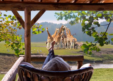 Korting vakantie Noord Brabant ⏩ Safari Resort Beekse Bergen