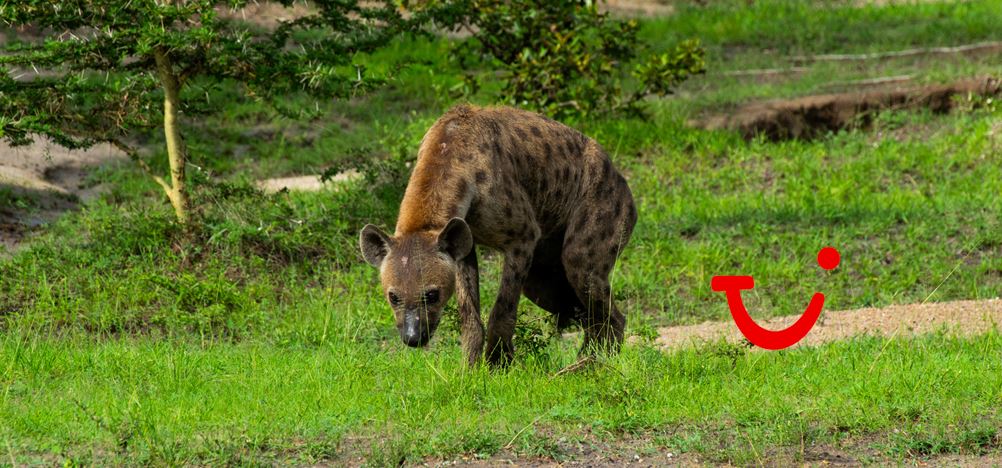 12-daagse safari Selous & Zanzibar - deluxe