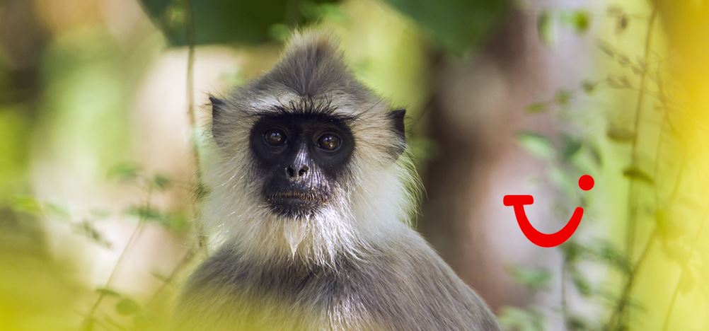 15-daagse familierondreis Sri Lanka