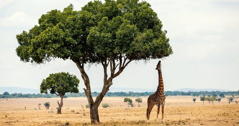Mooiste rondreizen in afrika