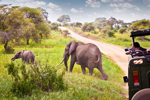 safari vakantie zuid afrika