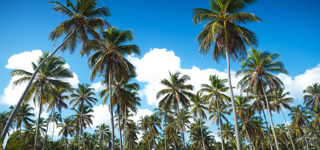 Bávaro