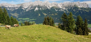 Söll