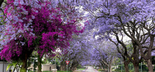 Gauteng
