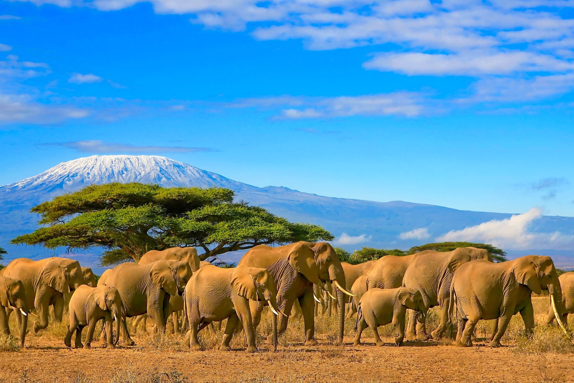 Vakantie Kenia Bijzondere Safari s En Zonnige Strandvakanties TUI