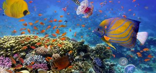 Marsa Alam